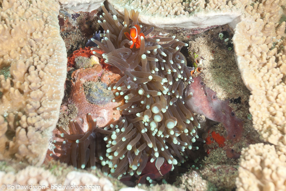 BD-111125-Raja-Ampat-5274-Amphiprion-ocellaris.-Cuvier.-1830-[Clown-anemonefish].jpg